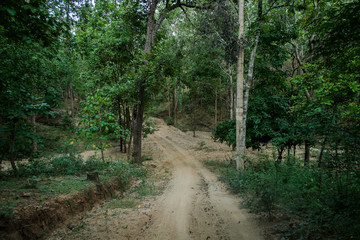 Fototapeta premium dust and sand in forest