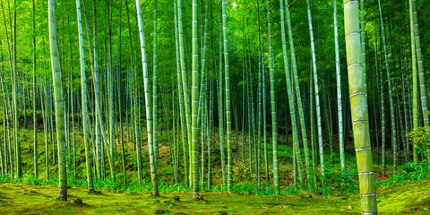 Fototapeta na wymiar Bamboo forest of Arashiyama near Kyoto, Japan