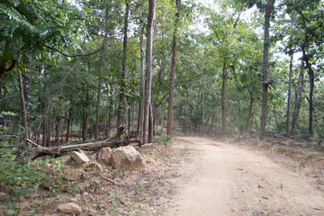 dust and sand in forest