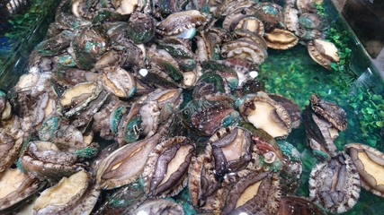 Fresh big abalone