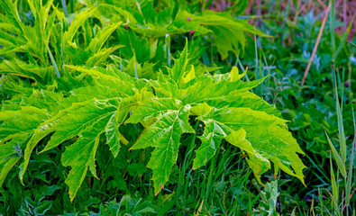 Spring is in the misty air with wild plants in a green pasture in sunlight at a yellow sunrise in an early spring morning