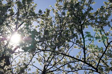 Branches of the flowering tree plum against the background of the blue sky. The rays of the sun break through the crown.