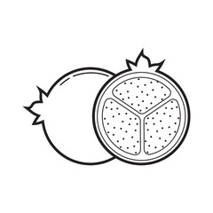 Pomegranate illustration