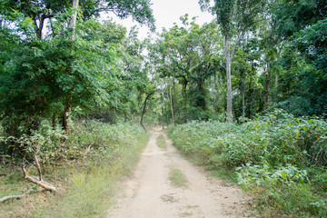 dust and sand in forest