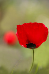 Fototapeta premium Poppy flower ; Papaver rhoeas , Papaveraceae 