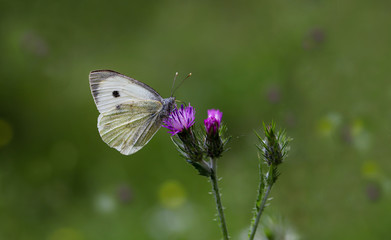Great White angel butterfly / Pieris brassicae feeding on the plant