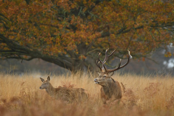 Red deer cervus elaphus in autumn colours