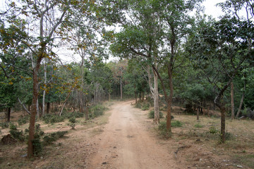 dust and sand in forest