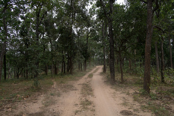 dust and sand in forest