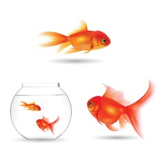 Fototapeta premium set of goldfish