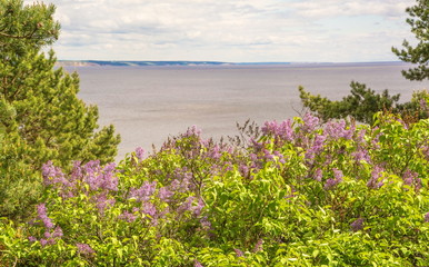 Summer landscape with a river and flowering lilac bushes