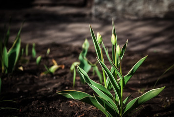 Tulips - three closed buds in spring