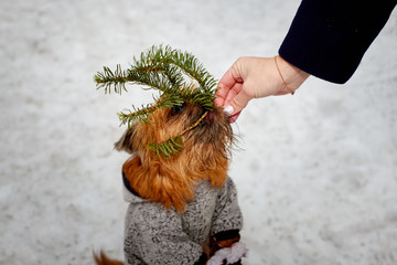A small shaggy brown dog in the snow in winter and a woman's hand giving with a green spruce branch. Pet Brussels Griffon on a walk in the Park or forest