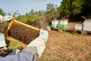 beekeeper holds a honeycomb with bees in his hands.