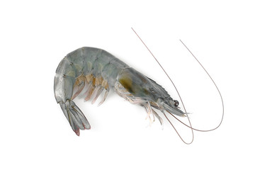 single fresh shrimp isolated white background, top view