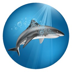 A shark underwater illustration.