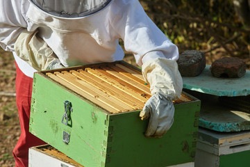 beekeeper working in his apiary