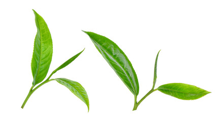 green tea leaf isolated on white background