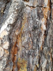 Bark on a pine trunk