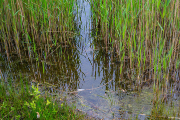 View  of a quarry pond from the shore through a lot of reeds with overcast skies and calm water in northern Germany