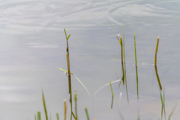View of a quarry pond with a special focus on plants that are reflected in the water from the shore...