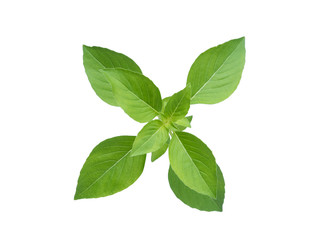thai basil leaf isolated on white background,top view