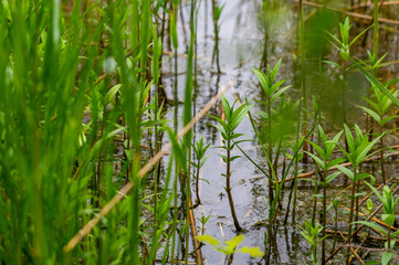 View of the reed bank of quarry ponds from the shore through a lot of reeds with overcast skies and calm water in northern Germany