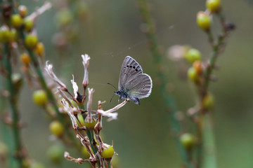 Karagöz blue / Glaucopsyche alexis