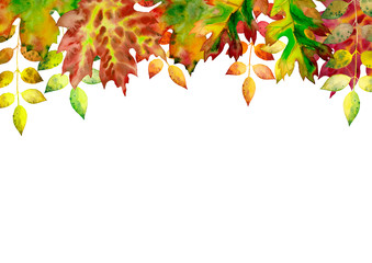 Oak, maple, wild Ash,Rowan leaves,autumn foliage on white background.Watercolor illustration.Red,orange,yellow leaves.Border of leaves.Botanical illustration,October seasonal background.