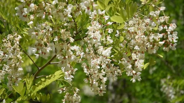 Branches of false acacia (Robinia pseudoacacia) with white flowers swinging in the wind