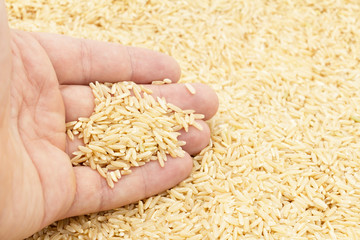 The hand is lying on a pile of long brown rice. On the fingers of Fig. The concept of checking quality, cleanliness, marriage, maturity.