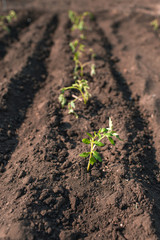 Young tomato plants in the ground. Eco earth concept. Agriculture. Growing plants.