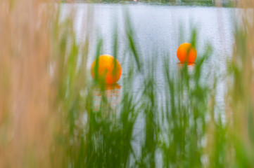 View of a quarry pond on which orange markings for swimmers swim from the shore through a lot of reeds with overcast skies and calm water in northern Germany