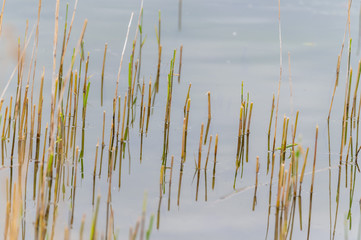 View of a quarry pond with a special focus on plants that are reflected in the water from the shore...