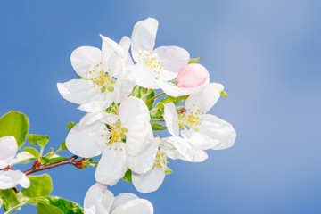 Flowering apple tree with white blossoms