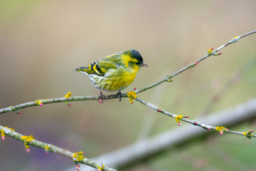 Male black-headed goldfinch