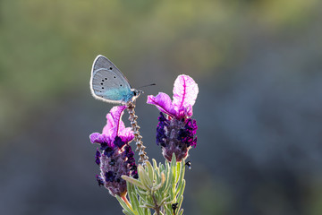 Karagöz blue / Glaucopsyche alexis