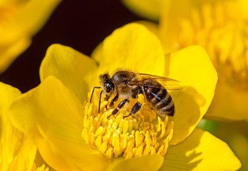 Bee pollinating on a flower blossom