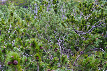 mountain pine