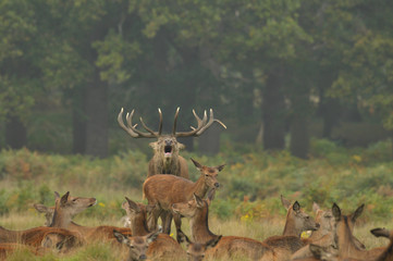 Red deer cervus elaphus in autumn colours