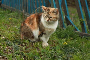 Tricolor indifferent cat do not care on the green grass in the yard.