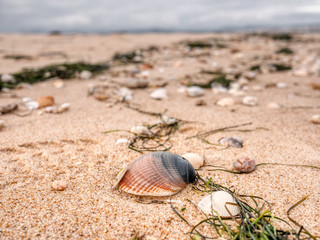 Colorful Shell on the beach. Algarve, Portugal.