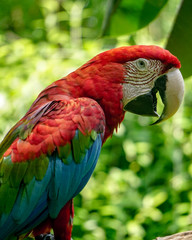 Greenwing Macaw