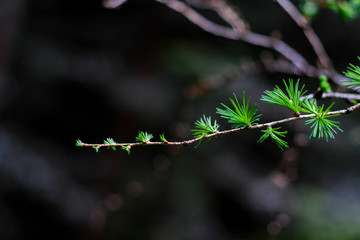 larch arm
