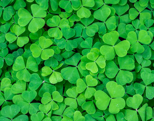 texture of green shamrock close up , clover backdrop macro , fresh grass trefoil background
