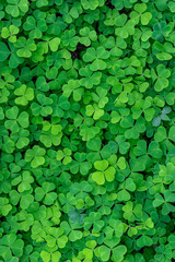 texture of green shamrock close up , clover backdrop macro , fresh grass trefoil background