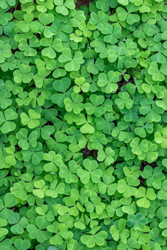 texture of green shamrock close up , clover backdrop macro , fresh grass trefoil background