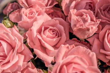 Background of pink roses close-up. Bouquet of roses close-up.