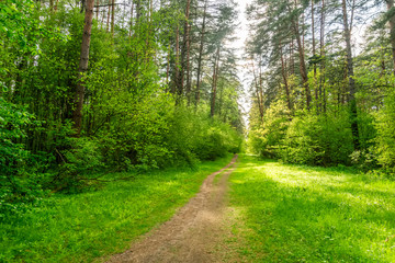 Scenic view in beautiful spring forest with green grass and bushes around the path, trees and small road, leading far away, spring nature reserve landscape