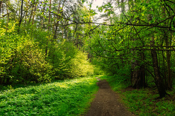 Scenic view in beautiful spring forest with green grass and bushes around the path, trees and small road, leading far away, spring nature reserve landscape